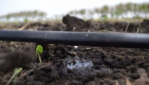 Agua de riego en cultivo hidropónico Revista InfoAgro México