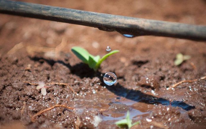 Ventajas Y Desventajas Del Riego Por Goteo Revista Infoagro México 9396