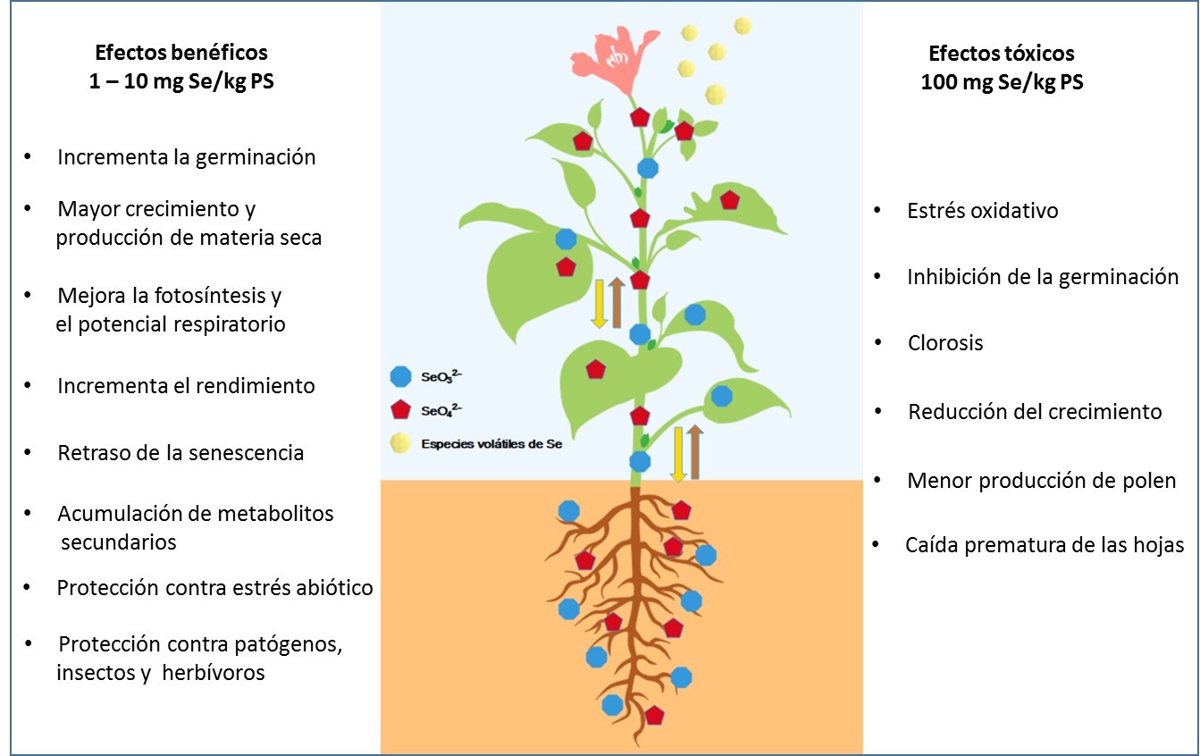 EL SELENIO EN LA PRODUCCIÓN DE CULTIVOS Revista InfoAgro México