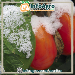 M Todos Para Proteger Los Cultivos De Las Heladas Revista Infoagro