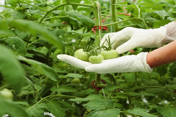 Día Nacional de la Sanidad Vegetal en México Revista InfoAgro México