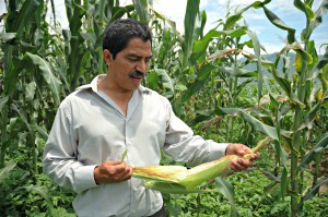Incentivos Productivos, maíz, frijol y café crecimiento seguro