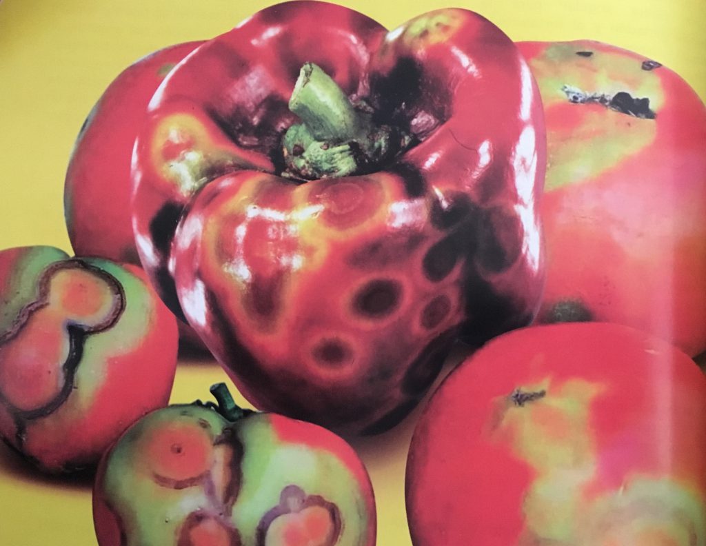 Virus del bronceado del tomate en pimiento Revista InfoAgro México