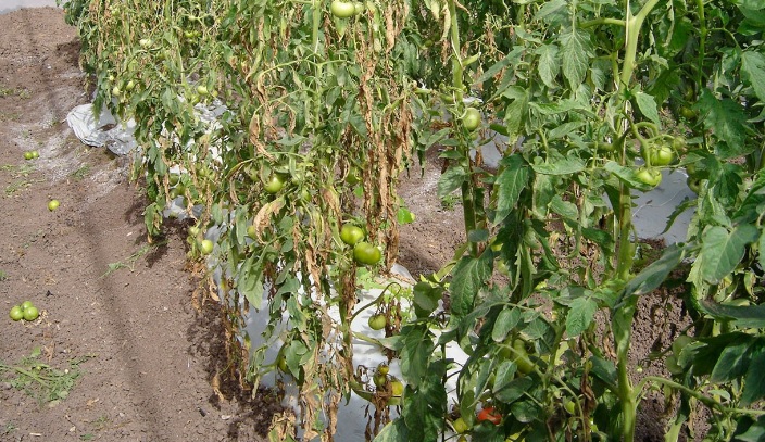 Cancerul bacterian al tomatelor. Cancerul bacterian