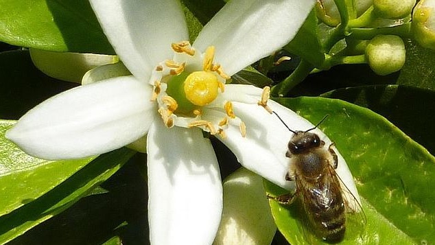 Las abejas y los tratamientos fitosanitarios en cítricos - Revista InfoAgro  México