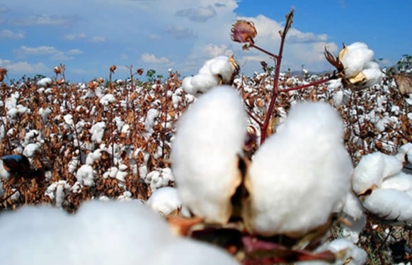 El potencial biotecnológico de la semilla de algodón - Centro de