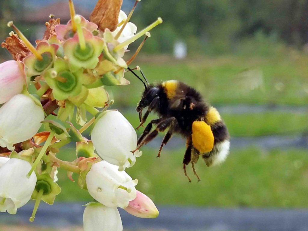 Polinización entomófila en arándanos - Revista InfoAgro México