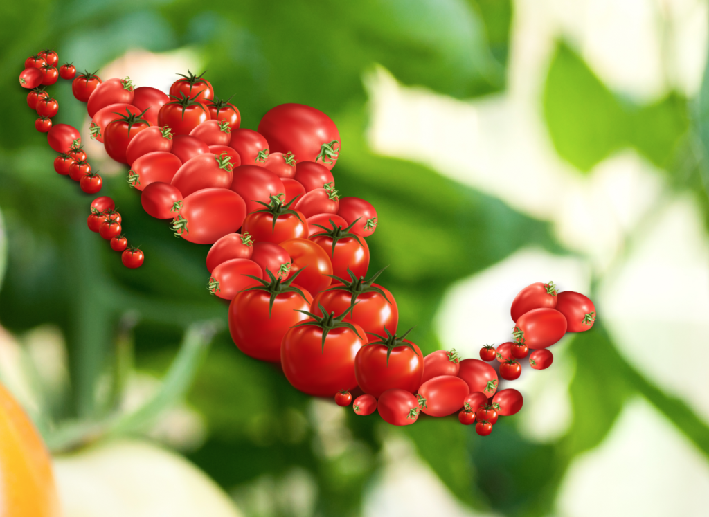 Importancia económica del tomate en México - Revista InfoAgro México
