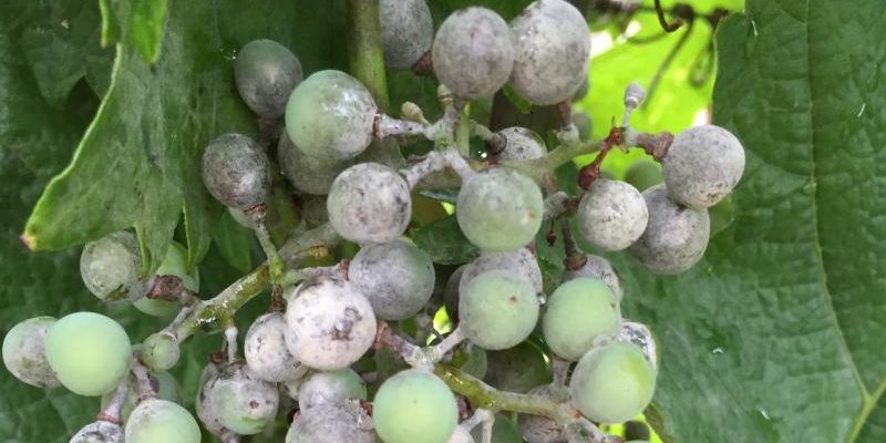 Daños en fruto
