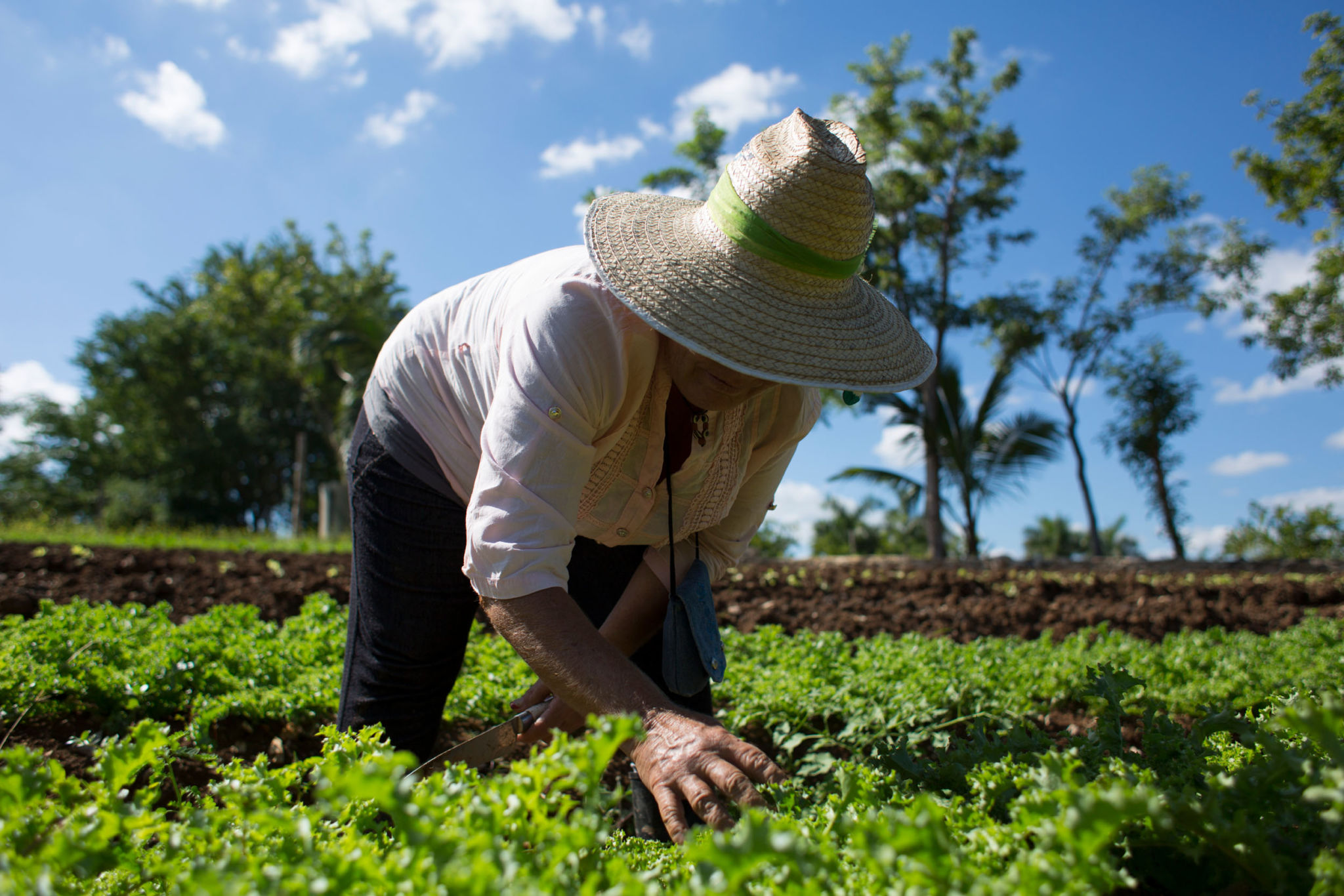 ECOLOGÍA Y SUSTENTABILIDAD AGRÍCOLA EN MÉXICO. - Revista InfoAgro México