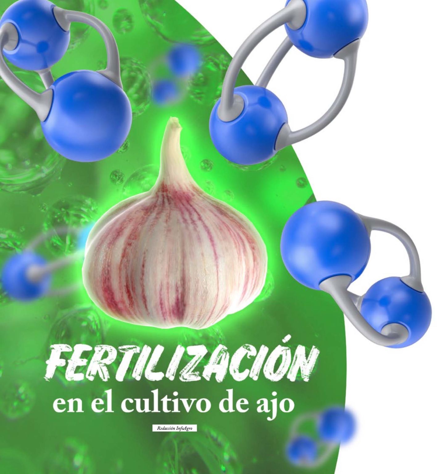 Fertilización En El Cultivo De Ajo Revista Infoagro México 6646