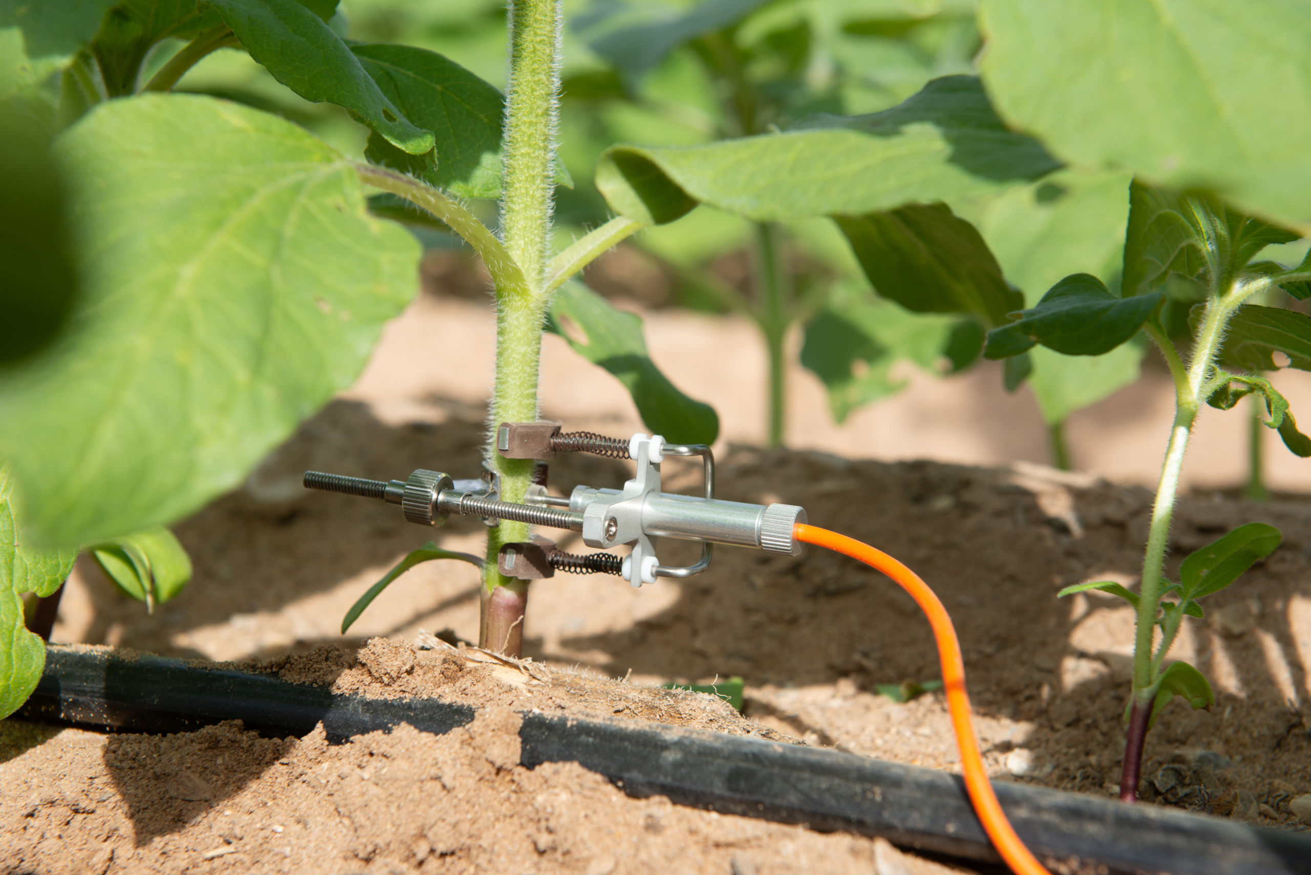 Riego Inteligente Tendencia En El Sector Agrario Mexicano Revista Infoagro México 2561