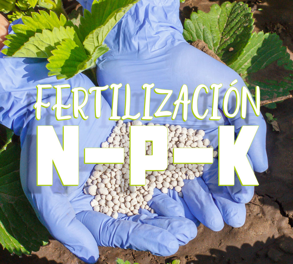 Fertilización N P K Revista Infoagro México 6015