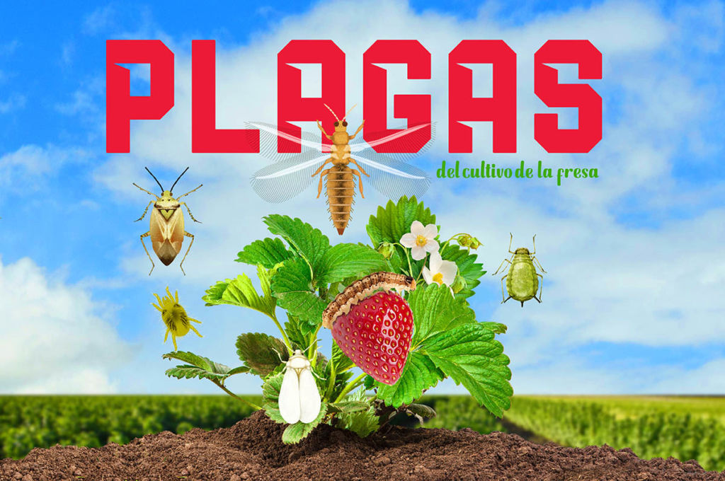 Plagas Del Cultivo - Revista InfoAgro México