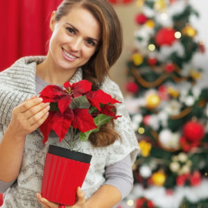 Flor de Nochebuena