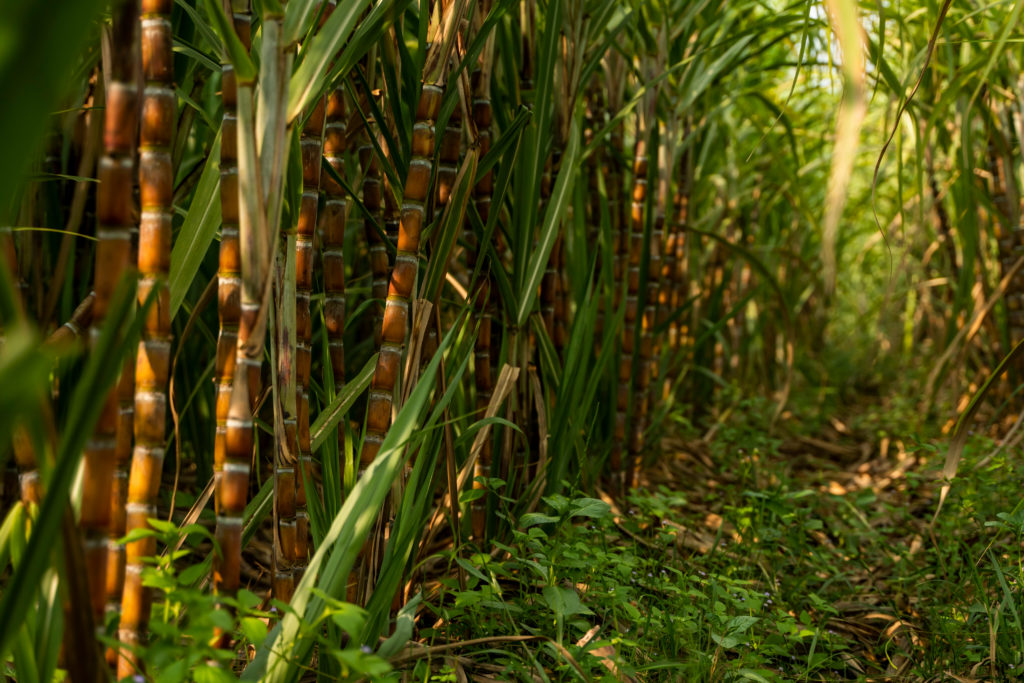 Mejora genética en variedades de Caña - Revista InfoAgro México