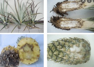 Pudriciones fúngicas de la piña - Revista InfoAgro México