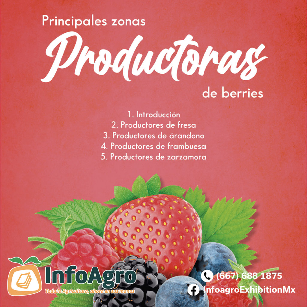 Principales Zonas Productoras De Berries Revista Infoagro México