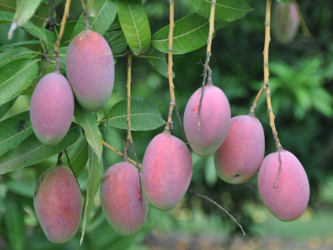 Exitoso el Mango Grower's Summit 2023 Revista InfoAgro México