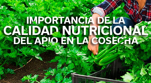 Riego en los semilleros - Revista InfoAgro México