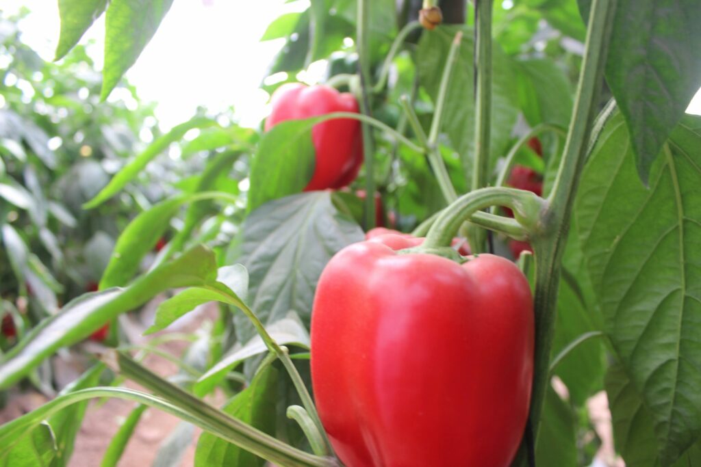 Biodiversidad en Sinaloa