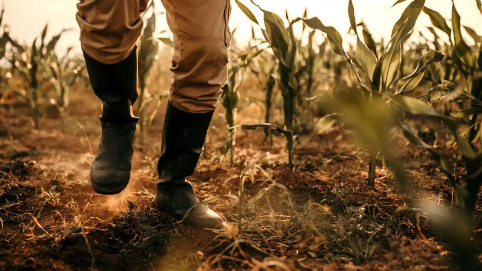 Sequía doble en el campo mexicano: escasez de agua y crédito para ...