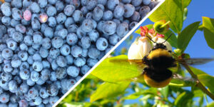 BERRIES ABEJORROS