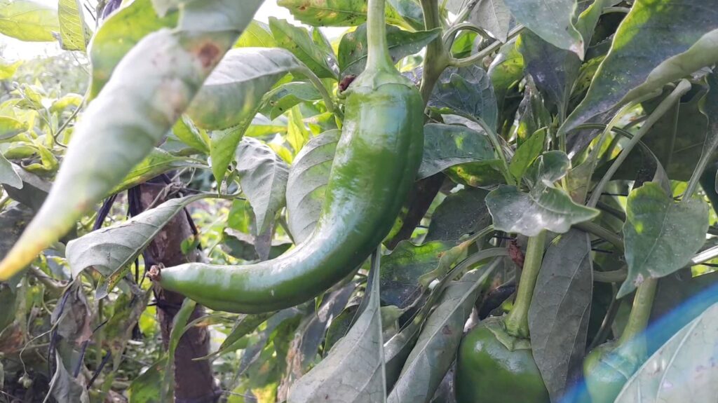 INCERTIDUMBRE HORTALIZAS