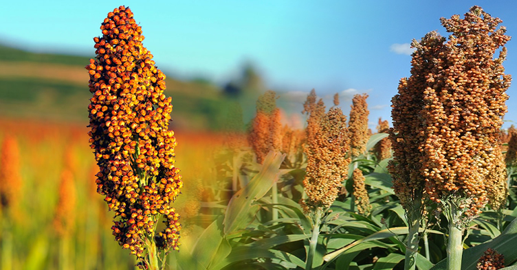 SORGO LLUVIAS