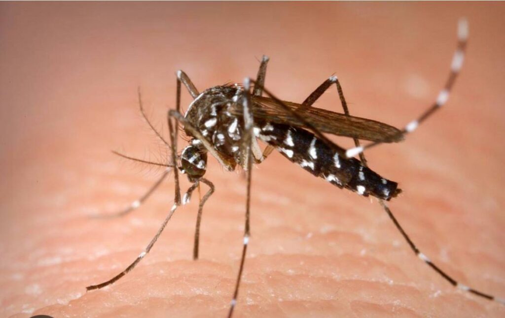 PLAGA MOSQUITOS MURCIA