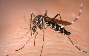PLAGA MOSQUITOS MURCIA