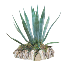 PROPIEDADES Y USOS AGAVE