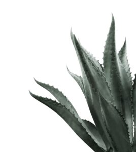 PROPIEDADES Y USOS DE AGAVE