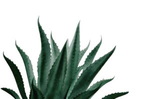 PROPIEDADES Y USOS AGAVE