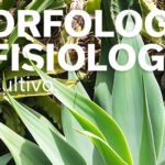 MOFOLOGÍA Y FISIOLOGÍA