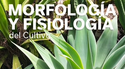 MOFOLOGÍA Y FISIOLOGÍA
