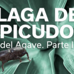 PLAGA DEL PÍCUDO