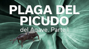 PLAGA DEL PÍCUDO
