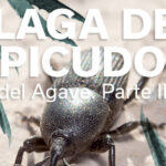 PLAGA DEL PICUDO