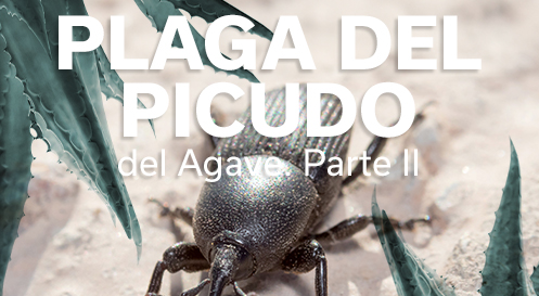 PLAGA DEL PICUDO