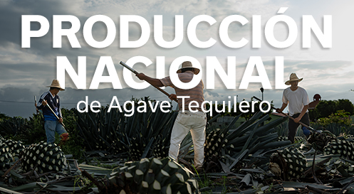 PRODUCCIÓN NACIONAL AGAVE