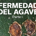 ENFERMEDADES DEL AGAVE