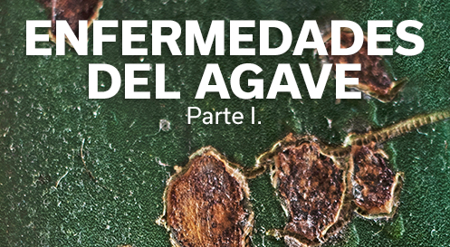 ENFERMEDADES DEL AGAVE