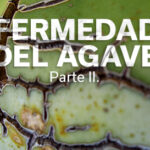 ENFERMEDADES DEL AGAVE
