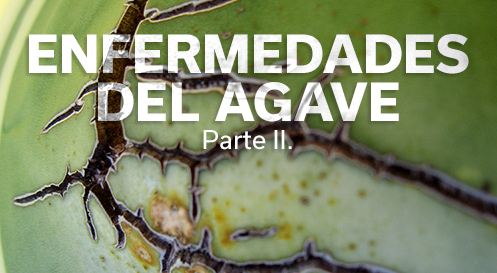 ENFERMEDADES DEL AGAVE