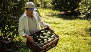 AGUACATE