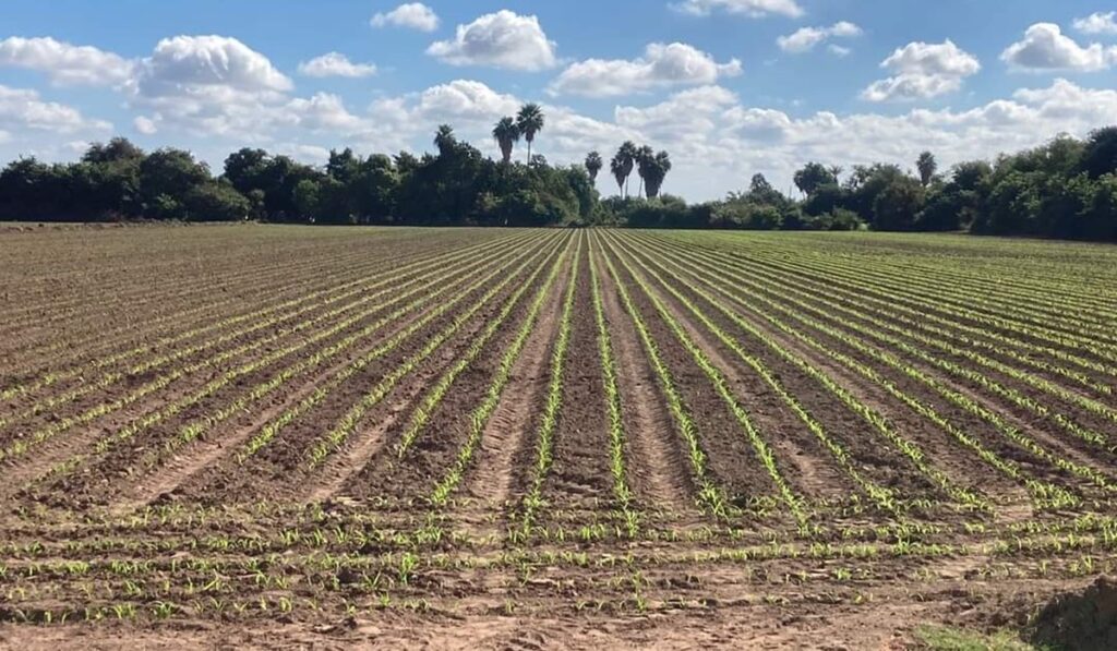 SIEMBRA CAMPO SINALOA