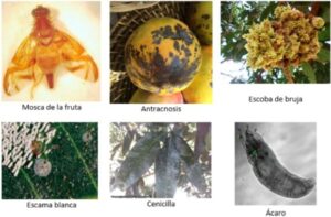ENFERMEDADES DEL MANGO EN MÉXICO