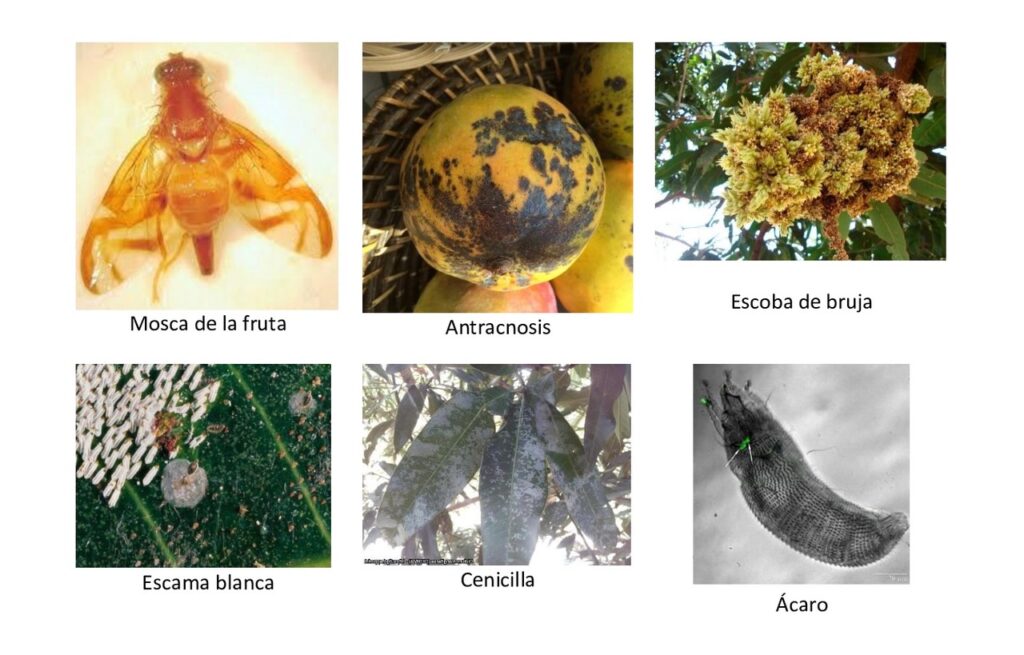 ENFERMEDADES DEL MANGO EN MÉXICO