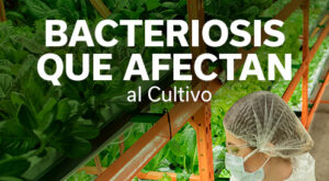 REVISTA LECHUGA
